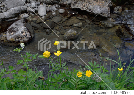Miyama Buttercup (Hokkaido・Daisetsuzan) Miyama Buttercup (Hokkaido・Daisetsuzan) 138098554