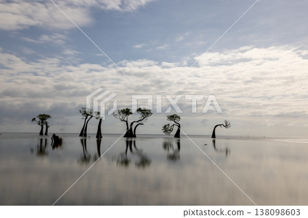 Beautiful tropical beach sea and ocean with mangrove tree on blue sky and white cloud 138098603