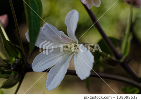 毛茛科鐵線蓮的開花 毛茛科鐵線蓮的開花 138098632