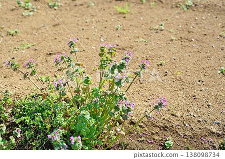 抱莖野芝麻(Lamium amplexicaule)的粉紅色花朵(春季,3月) 抱莖野芝麻(Lamium amplexicaule)的粉紅色花朵(春季,3月) 138098734