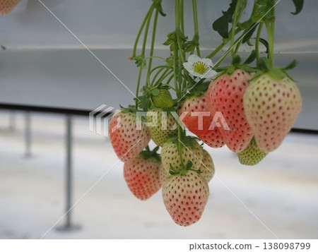 草莓採摘農場的溫室裡種植的草莓 草莓採摘農場的溫室裡種植的草莓 138098799