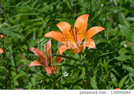 Ezo lily (Tsurui Village, Hokkaido) Ezo lily (Tsurui Village, Hokkaido) 138098860