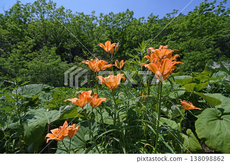 斑百合(北海道鶴居村) 斑百合(北海道鶴居村) 138098862