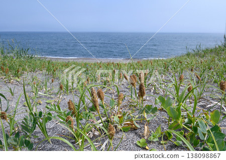Community of Carex kobomugi (Koshimizu Town, Hokkaido) Community of Carex kobomugi (Koshimizu Town, Hokkaido) 138098867
