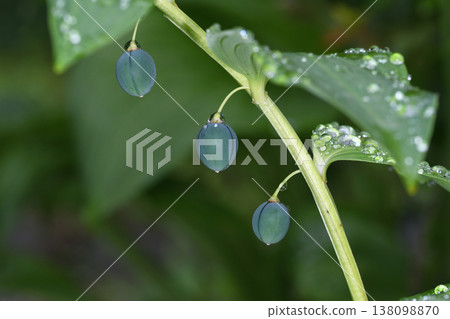 Fruit of Polygonatum odoratum (Tsurui Village, Hokkaido) Fruit of Polygonatum odoratum (Tsurui Village, Hokkaido) 138098870