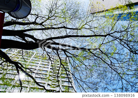 Springtime cityscape: The budding of zelkova trees lining the streets. 138098916