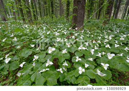 Trillium camschatus community (Hiroo Town, Hokkaido) Trillium camschatus community (Hiroo Town, Hokkaido) 138098929