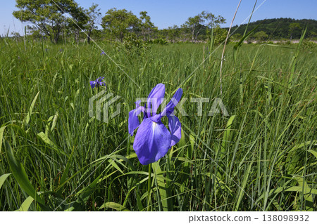 Japanese iris (Kushiro Marsh, Hokkaido) 138098932