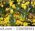 黃色鬱金香 138098943