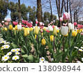 開花在春天花壇的鬱金香 138098944