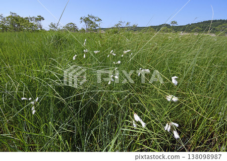 一片日本薹草(Carex japonica)(北海道釧路沼澤) 一片日本薹草(Carex japonica)(北海道釧路沼澤) 138098987