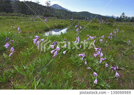 Colony of Tachigiboushi (Hokkaido Daisetsuzan) Colony of Tachigiboushi (Hokkaido Daisetsuzan) 138098989