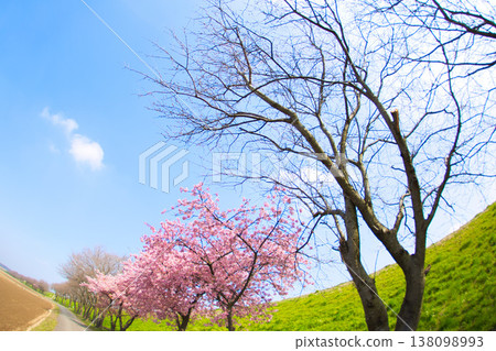 Spring colors at Miyanoshita Cosmos Park 138098993