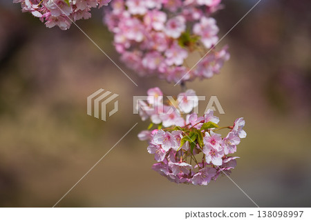 Spring colors at Miyanoshita Cosmos Park 138098997