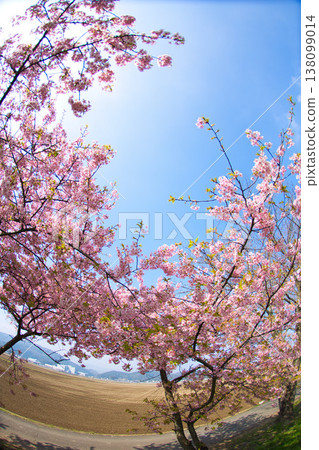 Spring colors at Miyanoshita Cosmos Park Spring colors at Miyanoshita Cosmos Park 138099014