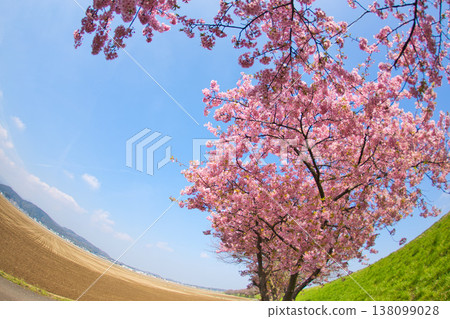 Spring colors at Miyanoshita Cosmos Park 138099028