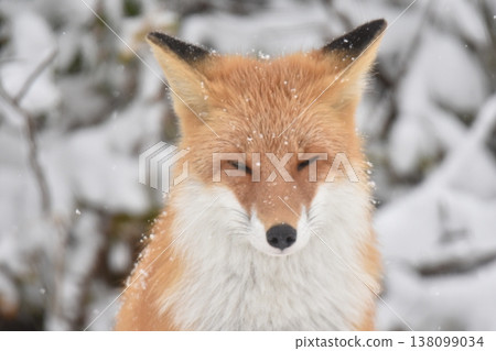 Even for red foxes, snow is a tough challenge! Even for red foxes, snow is a tough challenge! 138099034
