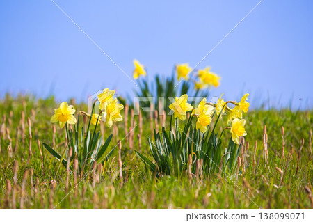 Spring colors at Miyanoshita Cosmos Park 138099071