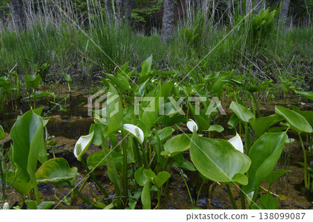 A colony of Calla Lily (Kushiro Marsh, Hokkaido) A colony of Calla Lily (Kushiro Marsh, Hokkaido) 138099087