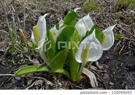 Skunk cabbage (Tsurui Village, Hokkaido) 138099093