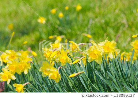 Spring colors at Miyanoshita Cosmos Park 138099127