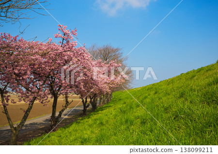 Spring colors at Miyanoshita Cosmos Park 138099211