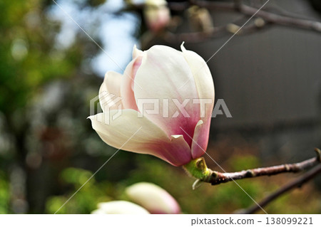 Magnolia blossoms beginning to bloom (Spring, March) Magnolia blossoms beginning to bloom (Spring, March) 138099221