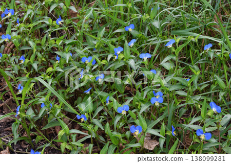 A colony of Commelina communis (Tsurui Village, Hokkaido) A colony of Commelina communis (Tsurui Village, Hokkaido) 138099281