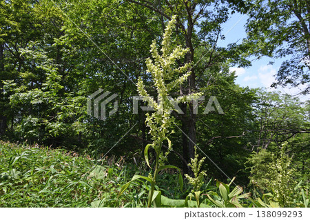 Veratrum album (Tsurui Village, Hokkaido) Veratrum album (Tsurui Village, Hokkaido) 138099293