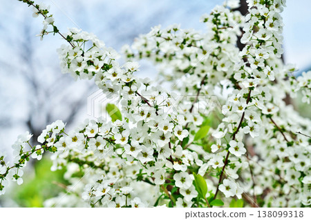 White spirea flowers (spring, March) 138099318