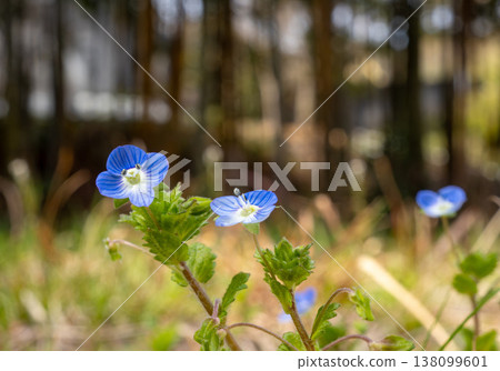 Veronica persica growing by the roadside Veronica persica growing by the roadside 138099601