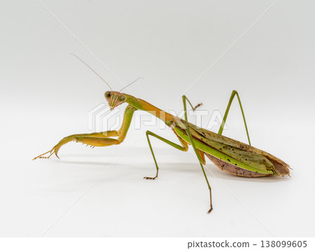 giant praying mantis on white background giant praying mantis on white background 138099605