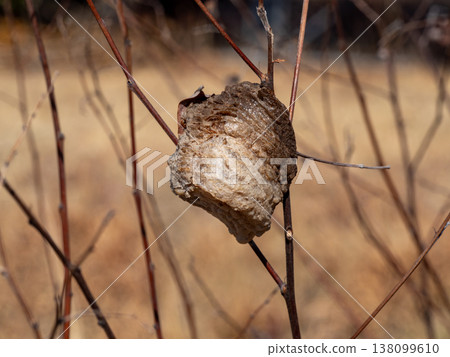 枯樹上附著著幾枚碩大的螳螂卵 138099610