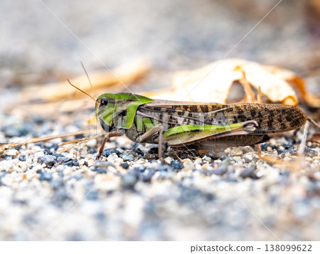 Migratory locust on the ground Migratory locust on the ground 138099622