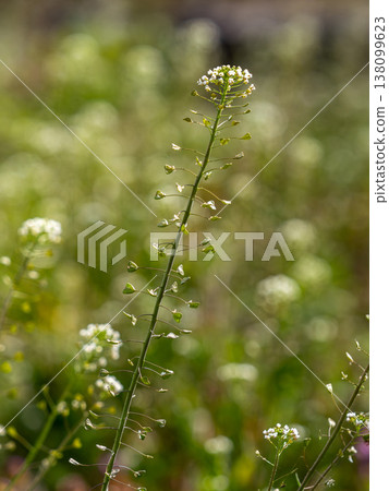 Shepherd's purse growing abundantly in the field Shepherd's purse growing abundantly in the field 138099623