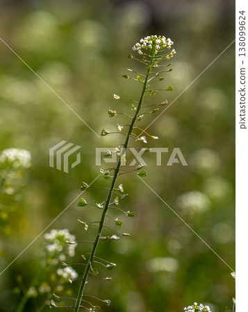 Shepherd's purse growing abundantly in the field Shepherd's purse growing abundantly in the field 138099624