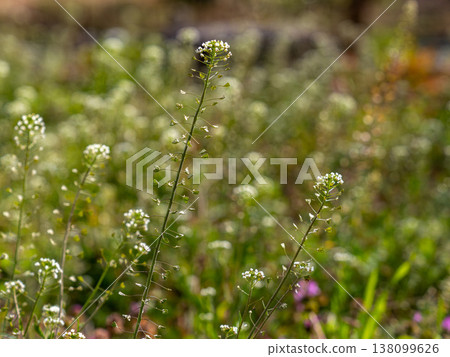 Shepherd's purse growing abundantly in the field Shepherd's purse growing abundantly in the field 138099626