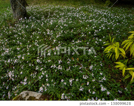 Wild aster flowers blooming all over the mountains 138099628
