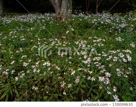 山上到處盛開著野生的紫菀花 138099630