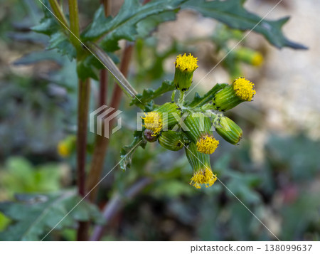 Flowers of the naturalized plant, Senecio vulgaris 138099637
