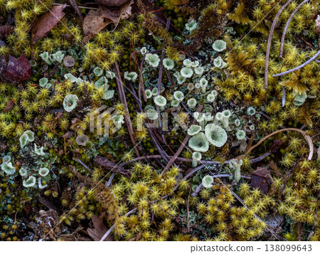 地衣 *Cladonia*，屬於地衣科，生長於地面。 138099643