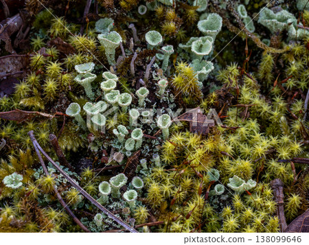 The lichen *Cladonia*, a species of the family Cladoniaceae, found on the ground. The lichen *Cladonia*, a species of the family Cladoniaceae, found on the ground. 138099646