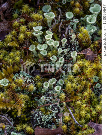 The lichen *Cladonia*, a species of the family Cladoniaceae, found on the ground. The lichen *Cladonia*, a species of the family Cladoniaceae, found on the ground. 138099647