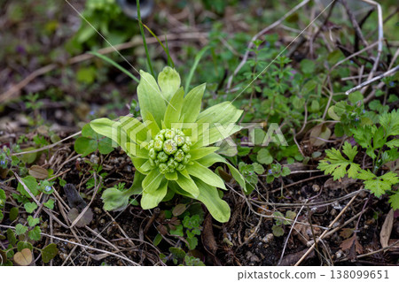 Butterbur buds that are slightly past their peak season. Butterbur buds that are slightly past their peak season. 138099651