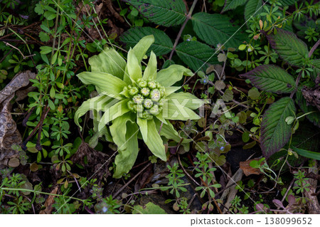 略微過了盛花期的款冬花蕾。 略微過了盛花期的款冬花蕾。 138099652