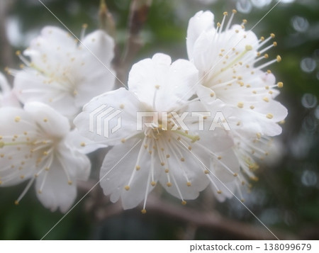 Cherry blossom Cherry blossom 138099679