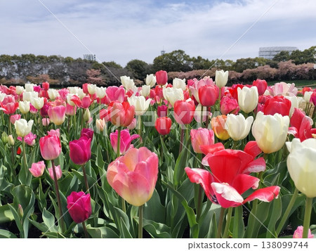 Tulip field and blue sky Tulip field and blue sky 138099744