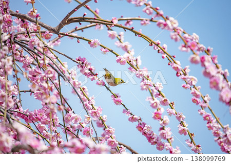 紅李子和白眼 138099769