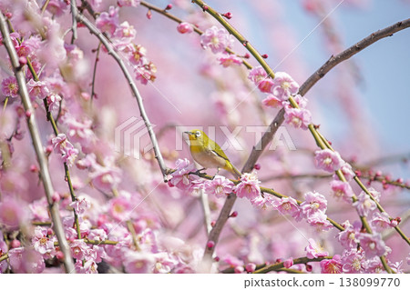 紅李子和白眼 138099770