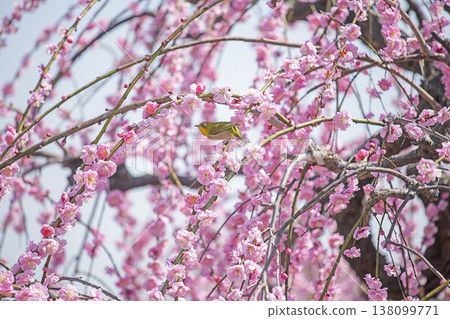 紅李子和白眼 紅李子和白眼 138099771